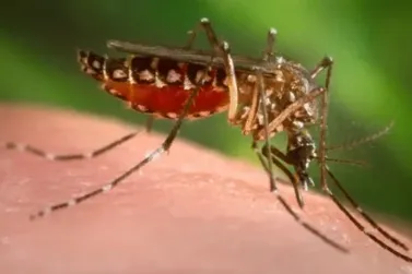 Morre segunda vítima de dengue em Brusque em 2024