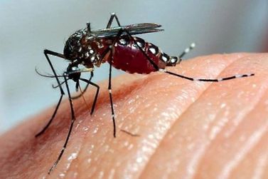 Secretária diz que pico de casos de dengue chegará em Brusque nos próximos dias