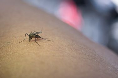Vigilância Epidemiológica atualiza números da dengue em Guabiruba