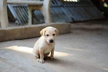 Projeto propõe suspensão da CNH para quem abandonar animais