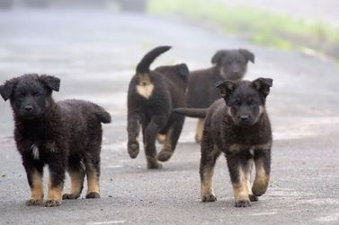 Denúncia de abandono de cães e gatos poderá ter recompensa em Brusque