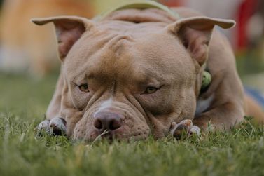 SC restringe circulação e exige castração de pit bulls e mais 10 raças