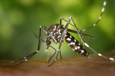 Brusque tem quatro casos de dengue confirmados e dez em investiga&ccedil;&atilde;o
