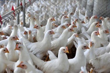 Ind&uacute;stria de alimentos cresce 5,9% em Santa Catarina e supera m&eacute;dia nacional em 2025