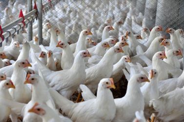 Safra e exporta&ccedil;&otilde;es recordes puxam bom desempenho da ind&uacute;stria de alimentos em SC