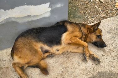Pol&iacute;cia Civil encontra cadela em situa&ccedil;&atilde;o grave e investiga cria&ccedil;&atilde;o de galos para rinhas