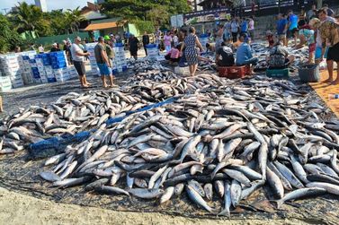 Ap&oacute;s decis&atilde;o federal, senador brusquense tenta reverter restri&ccedil;&otilde;es &agrave; pesca da tainha