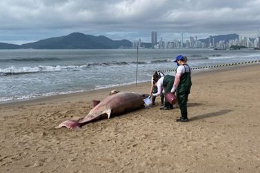 Baleia-minke &eacute; encontrada morta em praia de Balne&aacute;rio Cambori&uacute; 