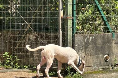 Moradores relatam medo de pitbull que circula solto em rua de Brusque