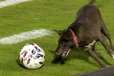 Cachorro invade gramado e rouba a cena durante jogo do Brusque pela S&eacute;rie C