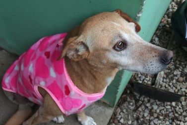 Cadela que amputou uma das patas est&aacute; desaparecida em Guabiruba