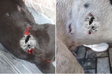 Dois c&atilde;es comunit&aacute;rios s&atilde;o esfaqueados em menos de uma semana em Gaspar