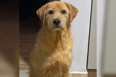 Fam&iacute;lia procura por cachorro desaparecido no bairro Guarani