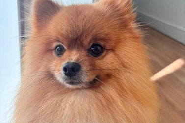 Fam&iacute;lia procura por cachorro desaparecido no bairro Souza Cruz, em Brusque