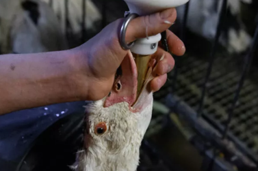 Lula sanciona lei que veta iguaria produzida por alimenta&ccedil;&atilde;o for&ccedil;ada de aves