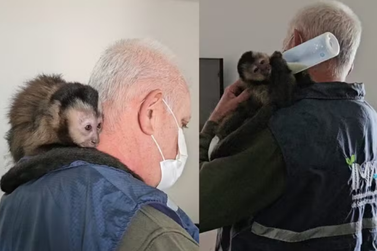 Macaco-prego &eacute; resgatado em pr&eacute;dio de SC e certificado de origem falso &eacute; descoberto