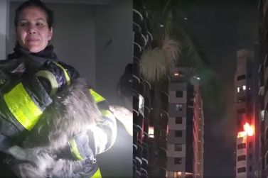 Sach&ecirc;s de ra&ccedil;&atilde;o levam bombeira a resgatar gato em apartamento incendiado