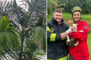 Bombeiros resgatam gato que passou seis dias preso no alto de coqueiro em Ilhota