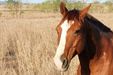 Cavalos voltam a reconhecidos como seres sencientes em SC, ap&oacute;s a&ccedil;&atilde;o do MP; entenda