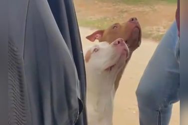 ONG resgata pitbulls amea&ccedil;ados de morte em Guabiruba e cobra resposta da Prefeitura