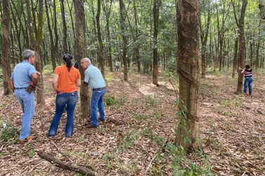 Curso de Sangria em Seringueira capacita produtores rurais