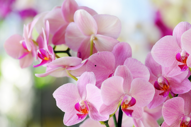 Curso de Orqu&iacute;deas ser&aacute; realizado na Casa da Agricultura