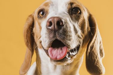 Buritama realiza castra&ccedil;&atilde;o gratuita de c&atilde;es e gatos machos
