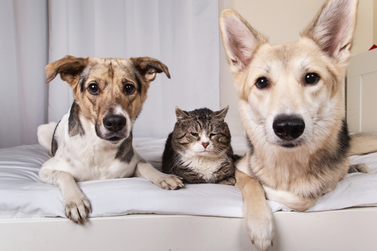 Prefeitura de Buritama refor&ccedil;a cadastro para castra&ccedil;&atilde;o de c&atilde;es e gatos