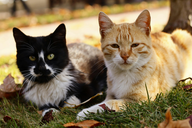 Buritama abre &uacute;ltima semana de cadastro para mutir&atilde;o de castra&ccedil;&atilde;o de gatos