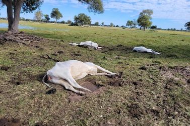 Frio intenso causa morte de 33 cabeças de gado em Caarapó 