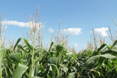 Famasul relata 1.500 hectares de milho  em Caarapó atingidos por ventania