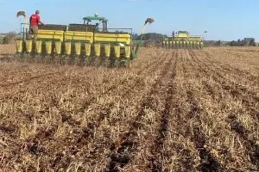 Falta de chuva já forçou replantio de 41 mil hectares de soja em MS
