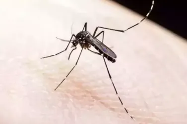 Caarapó está entre as cidades com maiores índices de suspeita de dengue 