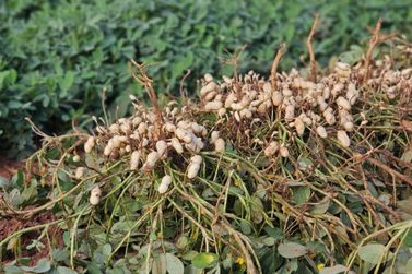 Vale da Celulose avan&ccedil;a e amplia produ&ccedil;&atilde;o com citrus e amendoim em MS