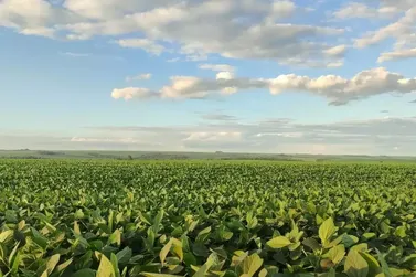 Colheita da soja avan&ccedil;a a 98,1% e produ&ccedil;&atilde;o cresce 26% em MS