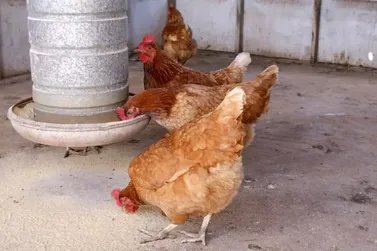 MS cria licen&ccedil;a obrigat&oacute;ria para com&eacute;rcio de aves vivas e veta venda ambulante