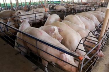 Suinocultura em MS cresce 50% e recebe mais de R$ 300 milh&otilde;es em incentivos