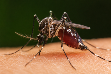Douradina confirma 1&ordf; morte por chikungunya e MS soma 17 &oacute;bitos