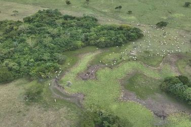 Gado invade &aacute;rea protegida em MS e MP instaura investiga&ccedil;&atilde;o ambiental