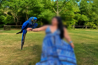 Pousada em MS &eacute; investigada por atrair araras silvestres para fotos com turistas