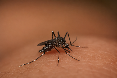 Dourados confirma 15&ordf; morte por chikungunya e concentra 68,2% dos &oacute;bitos em MS