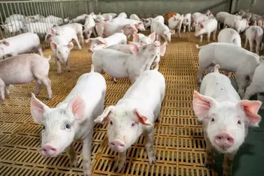 MS exporta US$ 22,5 milh&otilde;es em carne su&iacute;na in natura em 2026