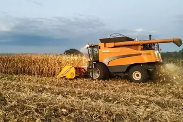 Colheita do milho acelera e chega a 15,8% da &aacute;rea plantada em MS