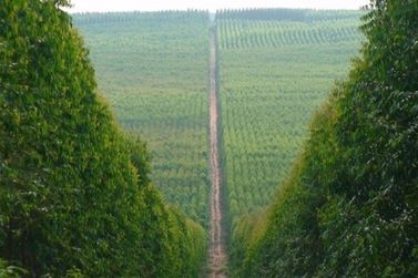 &Ecirc;xodo rural, fauna e abelhas sentem avan&ccedil;o dos eucaliptais em Mato Grosso do Sul