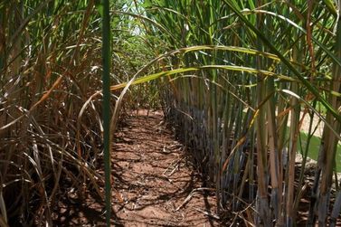 Nova Alvorada do Sul lidera produ&ccedil;&atilde;o de cana e impulsiona bioenergia em MS