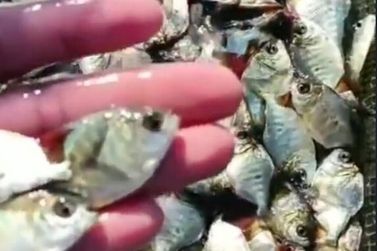 Projeto de til&aacute;pias pode produzir at&eacute; 4 milh&otilde;es de peixes por m&ecirc;s em MS
