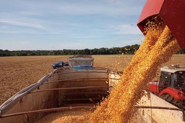 MS colhe 823 mil hectares de milho, mas segue atr&aacute;s da safra anterior