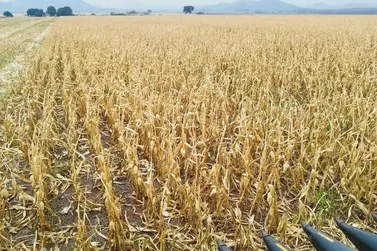 Safra de milho em MS mant&eacute;m alto potencial, mas clima e colheita exigem aten&ccedil;&atilde;o
