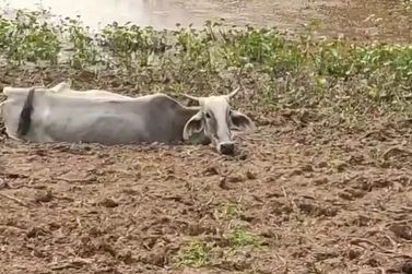Gado volta a agonizar &agrave;s margens do Taquari no MS em &aacute;rea de mortes em massa 