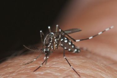  Atualização epidemiológica da dengue em Cabreúva